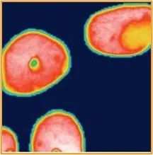 Chemical Imaging principio attivo su pillole